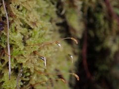 Stereodon subimponens