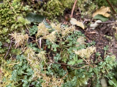 Sedum oreganum