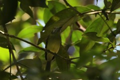 Dysithamnus mentalis