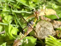 Salpingogaster