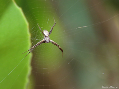 Argiope argentata