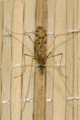 Ilisia maculata