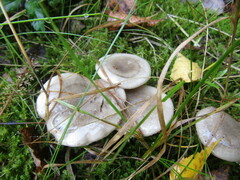 Lactarius glyciosmus