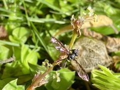Salpingogaster