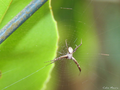 Argiope argentata