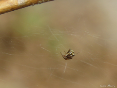 Nihonhimea tesselata