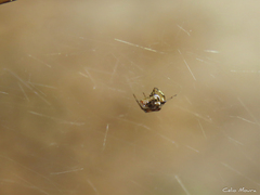 Nihonhimea tesselata