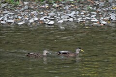 Anas rubripes × platyrhynchos