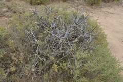 Tephrocactus articulatus