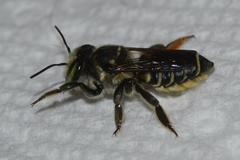 Megachile albitarsis