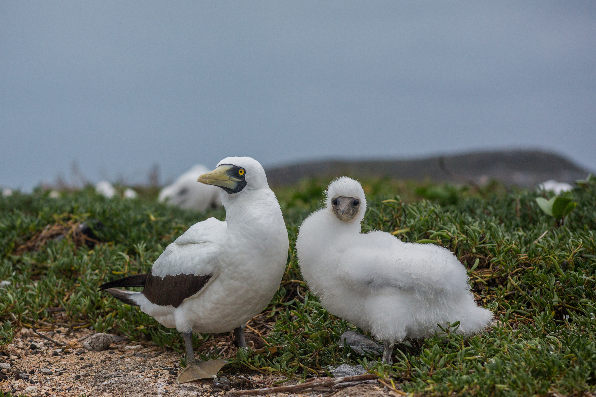 Masked Booby (Sula dactylatra)