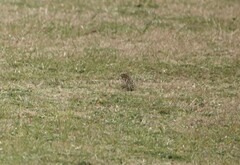 Emberiza