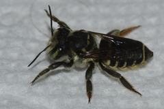 Megachile albitarsis