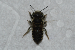 Megachile albitarsis