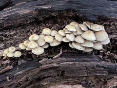Hypholoma subviride