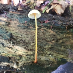 Mycena crocata