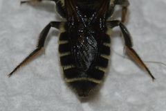 Megachile albitarsis