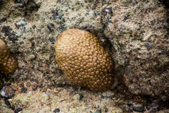 Palythoa caribaeorum