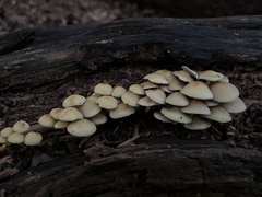 Hypholoma subviride
