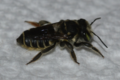 Megachile albitarsis