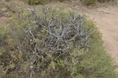 Tephrocactus articulatus