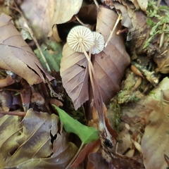 Marasmius torquescens