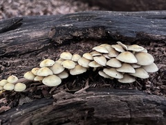 Hypholoma subviride