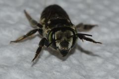 Megachile albitarsis