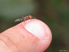 Pseudomyrmex
