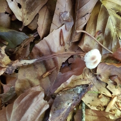 Marasmius torquescens