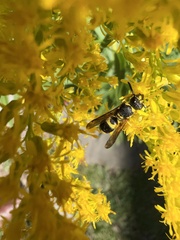 Ancistrocerus