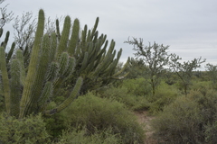Tephrocactus articulatus