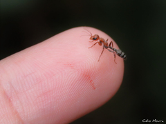 Pseudomyrmex