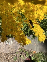 Ancistrocerus