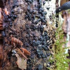 Jackrogersella cohaerens