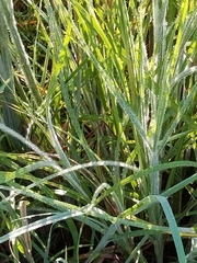 Andropogon virginicus