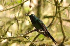 Heliodoxa imperatrix