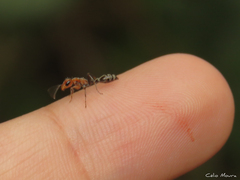 Pseudomyrmex