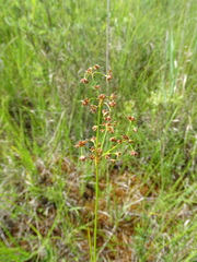 Juncus subnodulosus