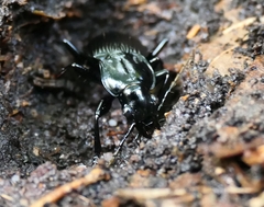 Pterostichus niger