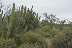Trichocereeae