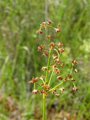 Juncus subnodulosus