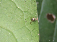 Micrathena fissispina
