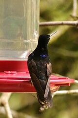 Boissonneaua jardini