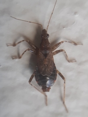 Himacerus mirmicoides