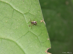 Micrathena fissispina
