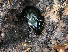 Pterostichus niger