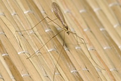Gonomyia