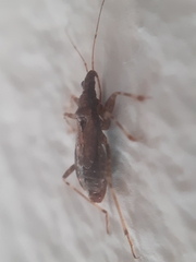 Himacerus mirmicoides