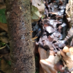 Macrotyphula fistulosa